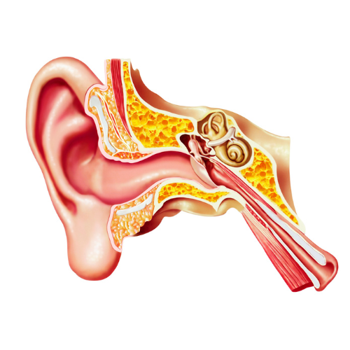 fül csontosodási zavara